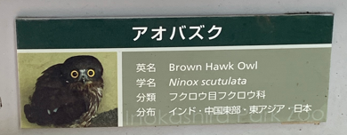 井の頭自然文化のアオバズク